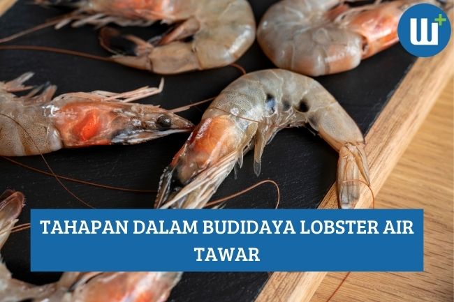 Beberapa Tahapan dalam Budidaya Lobster Air Tawar